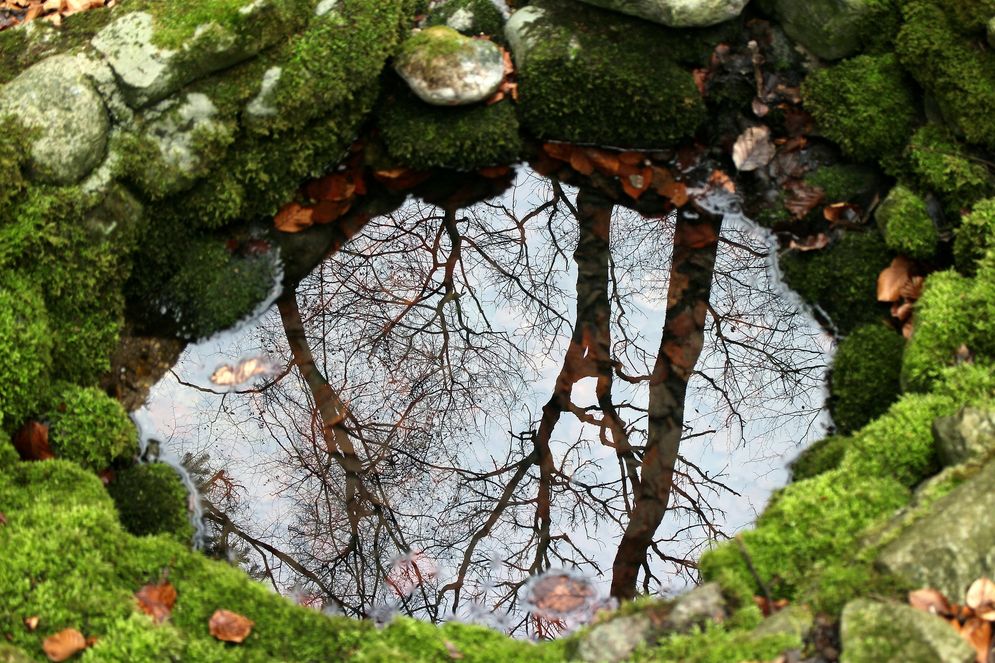 nature-254951_1920.jpg