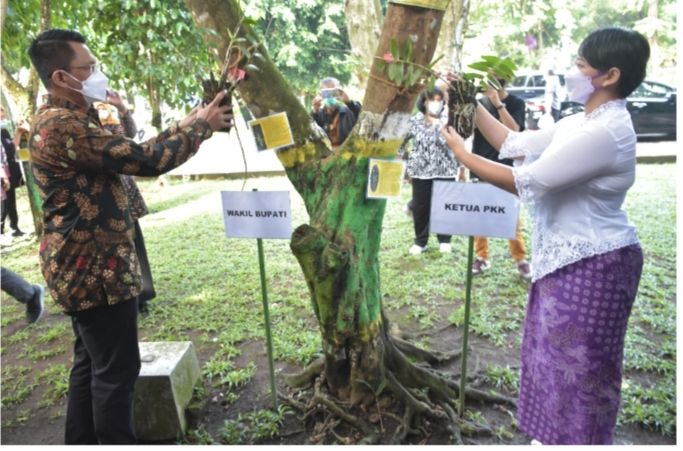Penanaman bunga anggrek