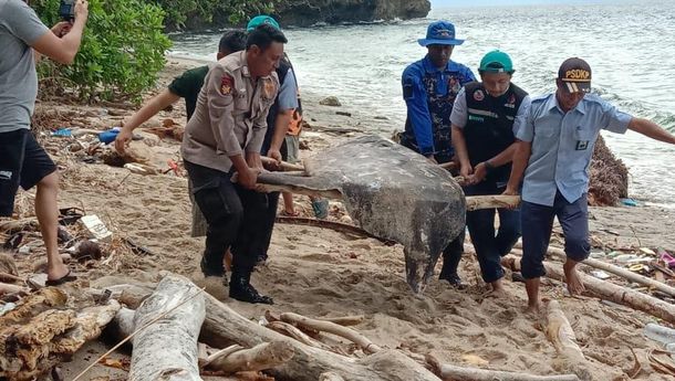Biota Eksotis Ikan Mola mola Terdampar di Pantai Banda Maluku