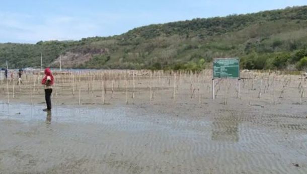 Dinas Kehutanan Matim Tanam 24 Ribu Bibit Mangrove Di Lahan Gundul Desa Satar Padut Lamba Leda