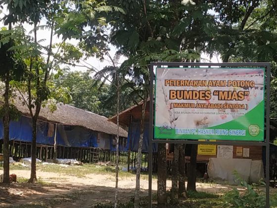 BUMDes ternak ayam potong di Desa Ayunan Papan, Kecamatan Lokpaikat, Kabupaten Tapin.