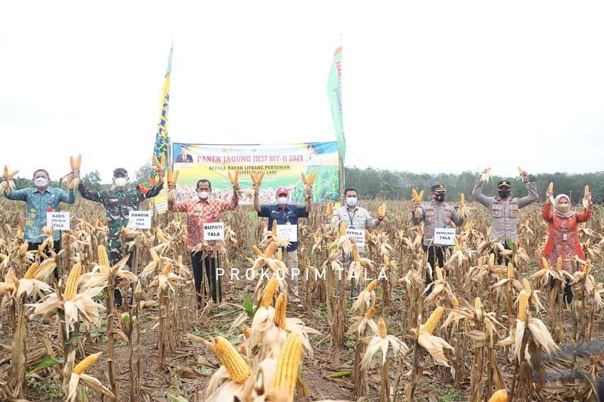 Panen jagung varietas JH37 mulai memasuki masa panen di Tanah Laut.
