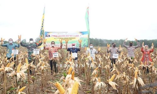 Jagung Tala.jpeg