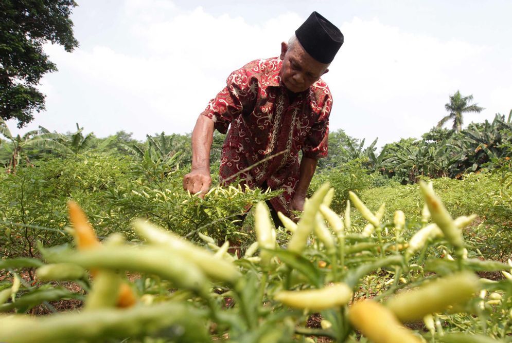 seorang petani tengah memanen cabe rawit di kebunnya di kawasan Depok.