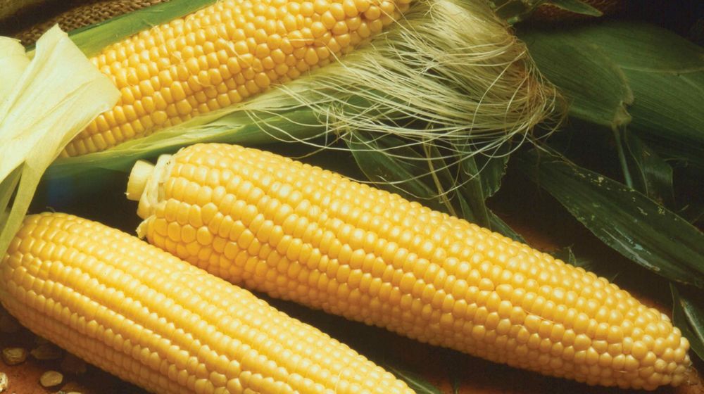 Cara menanam jagung hibrida. Foto: mesinpertanian.id