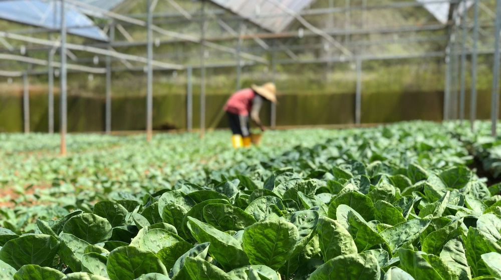 Model Kemitraan Pengembangan Kawasan Hortikultura Bantu Pertanian Indonesia. Foto: Pinterest