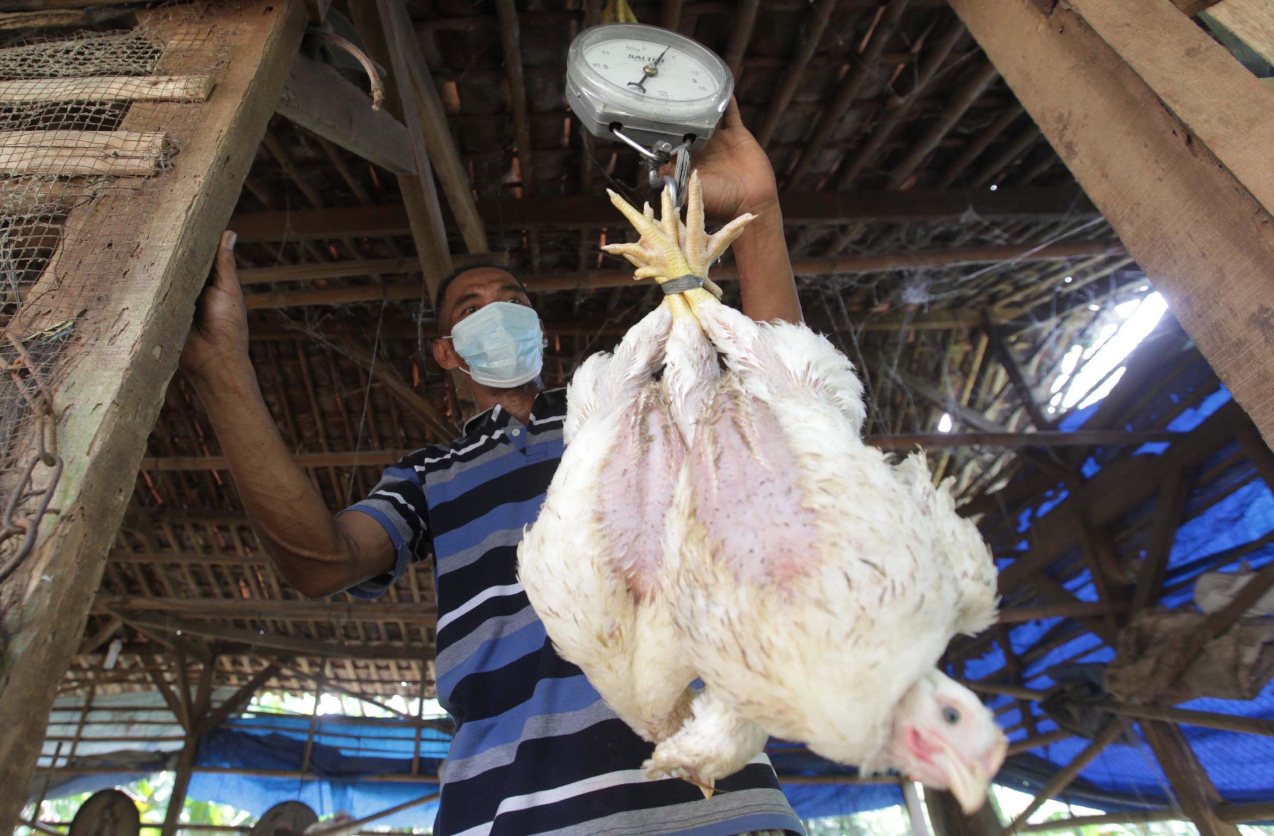 <p>Seorang peternak ayam mandiri di kawasan Pasir Putih Depok Jawa Barat tengah memeriksa ternak yang ada di kandang. Jumat 11 Juni 2021. Saat ini mereka tengah resah di tengah isu ayam impor dan mahalnya harga pakan. Foto : Panji Asmoro/TrenAsia</p>
