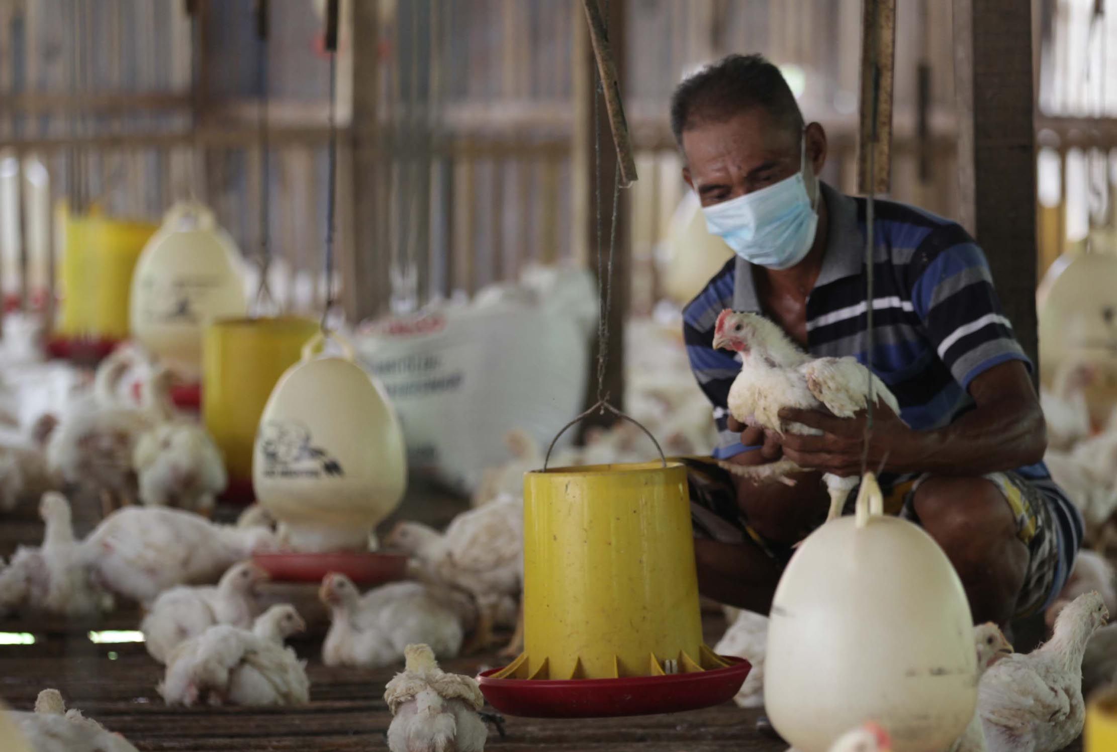 <p>Seorang peternak ayam mandiri di kawasan Pasir Putih Depok Jawa Barat tengah memeriksa ternak yang ada di kandang. Jumat 11 Juni 2021. Saat ini mereka tengah resah di tengah isu ayam impor dan mahalnya harga pakan. Foto : Panji Asmoro/TrenAsia</p>