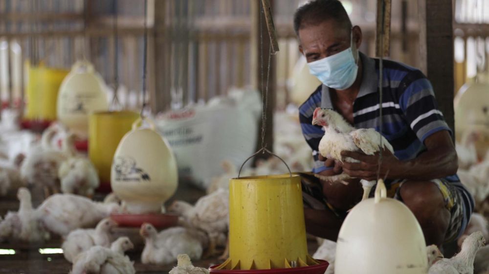 <p>Seorang peternak ayam mandiri di kawasan Pasir Putih Depok Jawa Barat tengah memeriksa ternak yang ada di kandang. Jumat 11 Juni 2021. Saat ini mereka tengah resah di tengah isu ayam impor dan mahalnya harga pakan. Foto : Panji Asmoro/TrenAsia</p>