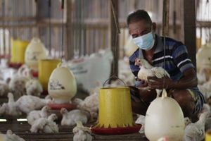 <p>Seorang peternak ayam mandiri di kawasan Pasir Putih Depok Jawa Barat tengah memeriksa ternak yang ada di kandang. Jumat 11 Juni 2021. Saat ini mereka tengah resah di tengah isu ayam impor dan mahalnya harga pakan. Foto : Panji Asmoro/TrenAsia</p>
