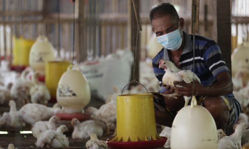 <p>Seorang peternak ayam mandiri di kawasan Pasir Putih Depok Jawa Barat tengah memeriksa ternak yang ada di kandang. Jumat 11 Juni 2021. Saat ini mereka tengah resah di tengah isu ayam impor dan mahalnya harga pakan. Foto : Panji Asmoro/TrenAsia</p>