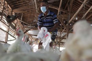 keresahan-peternak-ayam-mandiri-3