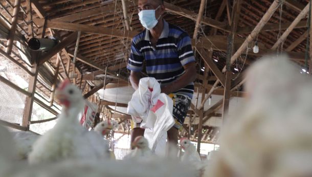 Tingkatkan Pengawasan Berusaha , KPPU Mulai Kaji Monopoli Usaha Peternakan Ayam di Kaltim  