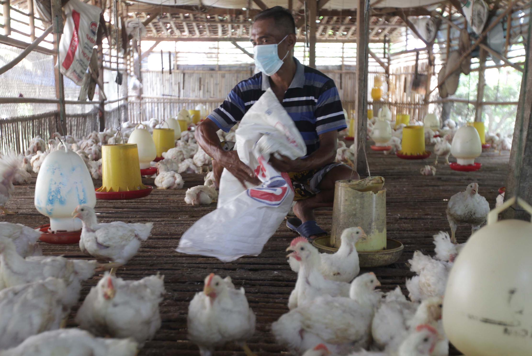 <p>Seorang peternak ayam mandiri di kawasan Pasir Putih Depok Jawa Barat tengah memeriksa ternak yang ada di kandang. Jumat 11 Juni 2021. Saat ini mereka tengah resah di tengah isu ayam impor dan mahalnya harga pakan. Foto : Panji Asmoro/TrenAsia</p>
