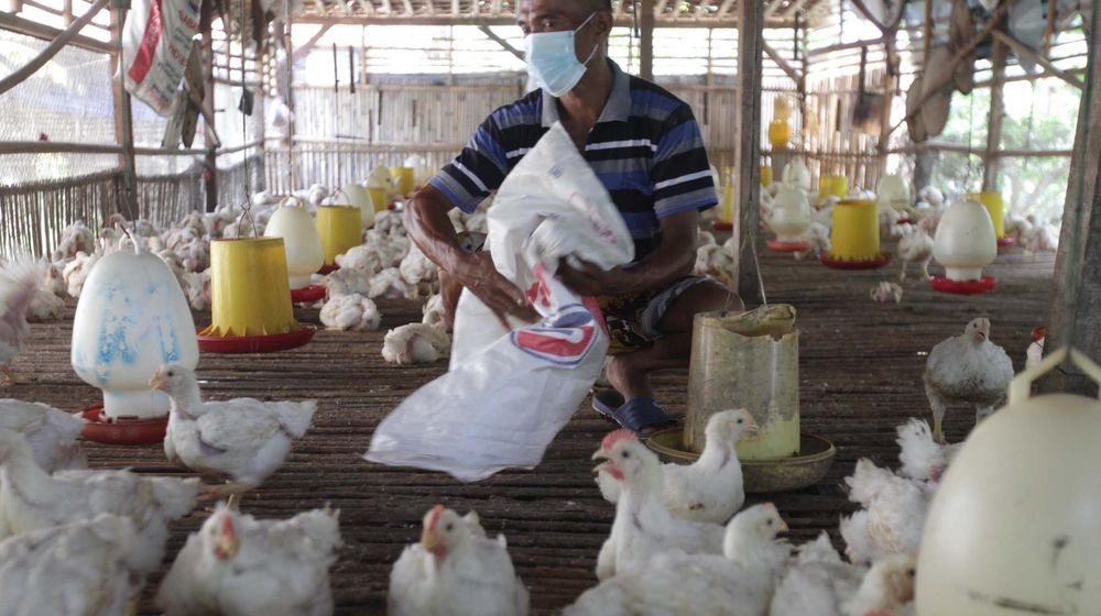 <p>Seorang peternak ayam mandiri di kawasan Pasir Putih Depok Jawa Barat tengah memeriksa ternak yang ada di kandang. Jumat 11 Juni 2021. Saat ini mereka tengah resah di tengah isu ayam impor dan mahalnya harga pakan. Foto : Panji Asmoro/TrenAsia</p>

