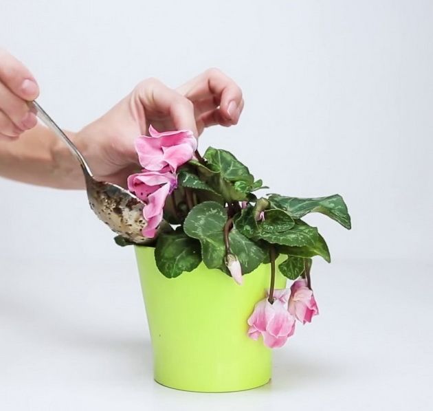 <p>Cara mengatasi tanaman layu. Foto: Pinterest</p>

