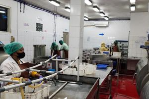 <p>BUMN Perikanan Nusantara (Perinus) melakukan ekspor gurita ke Jepang senilai Rp1,02 miliar /Dok Kementerian BUMN</p>
