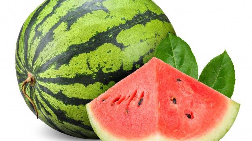 cara-menanam-semangka