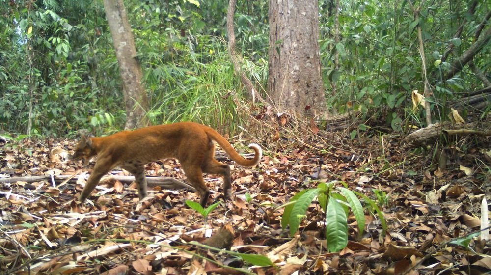 <p>Seekor kucing emas Asia difoto melalui jebakan kamera di provinsi Ratanakiri, Kamboja, awal Juni 2021. KEMENTERIAN LINGKUNGAN KAMBOJA via REUTERS</p>
