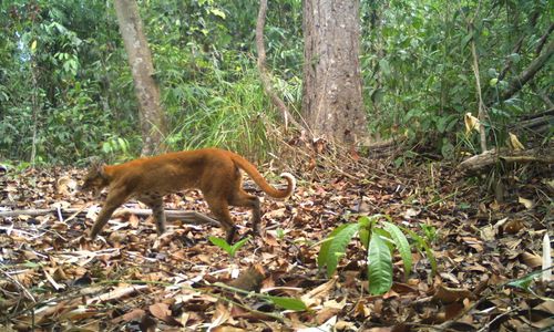 <p>Seekor kucing emas Asia difoto melalui jebakan kamera di provinsi Ratanakiri, Kamboja, awal Juni 2021. KEMENTERIAN LINGKUNGAN KAMBOJA via REUTERS</p>
