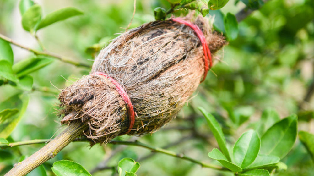 Menanam dengan mencangkok. (freepik.com/ poringdown)