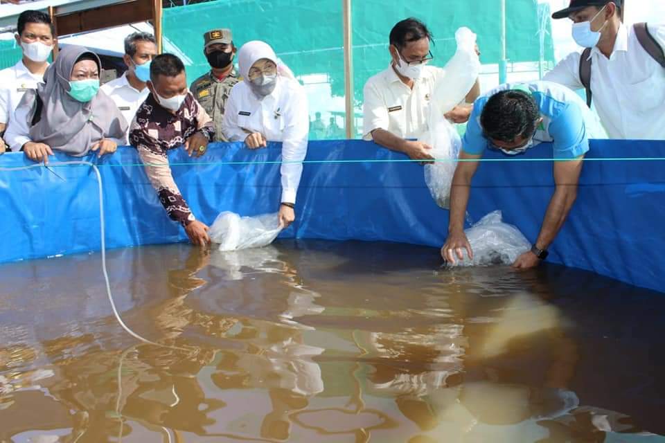 Bupati Batola Noormiliyani menebar benih Haruan.