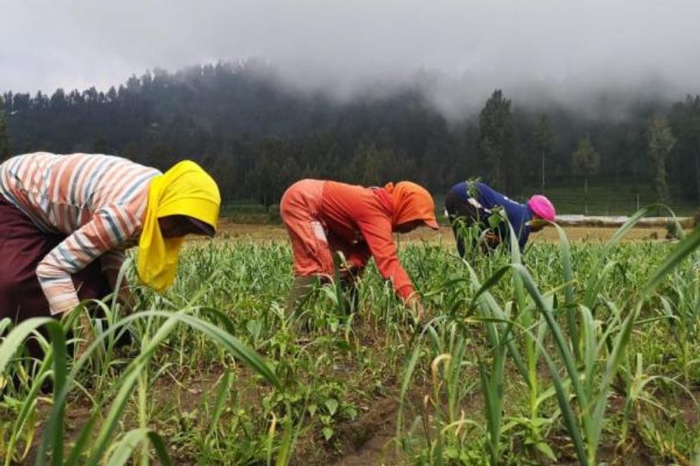 Ilustrasi petani sedang merawat kebun.