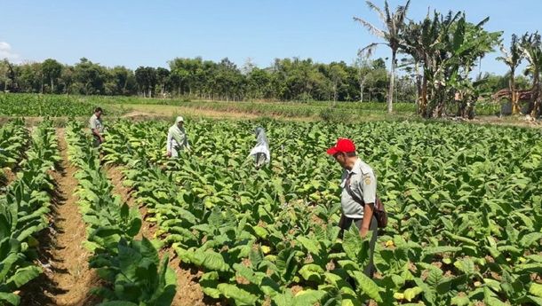 Polemik Aturan Rokok, Masyarakat Berhak Sampaikan Aspirasi yang Disusun Pemerintah