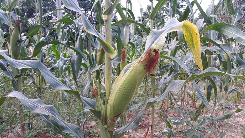 Tanam Jagung di salah satu daerah Kaltim