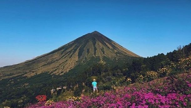 SOROTAN: Flores : Bunga Yang Tak Pernah Layu