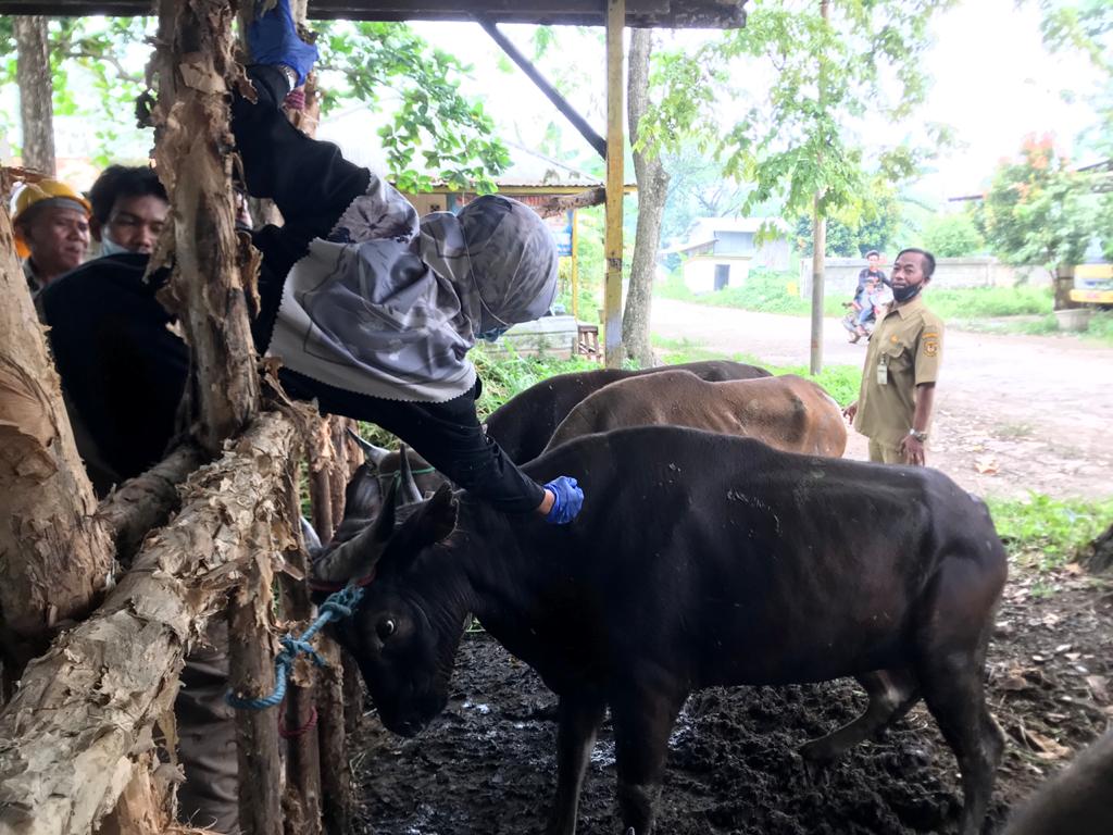 Sapi di RPH Basirih Selatan, Kota Banjarmasin disuntik vitamin. 