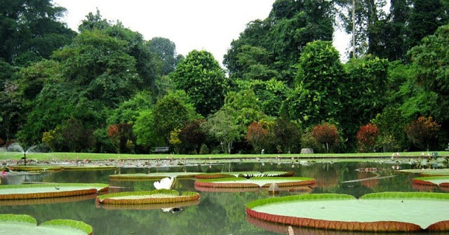 Ilustrasi kebun raya