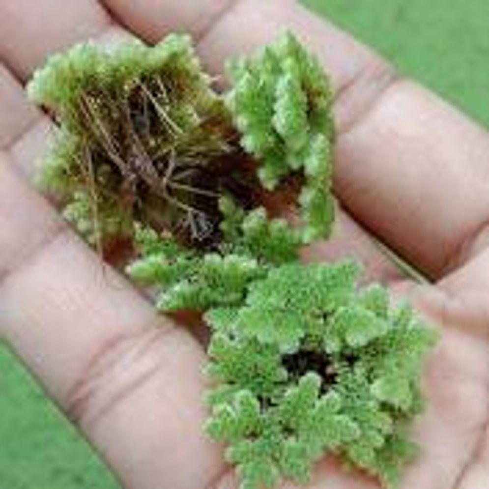 rumput azolla