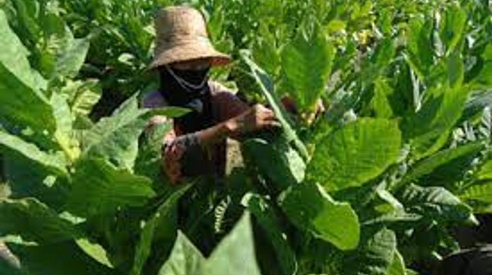 jombang tembakau.jpg