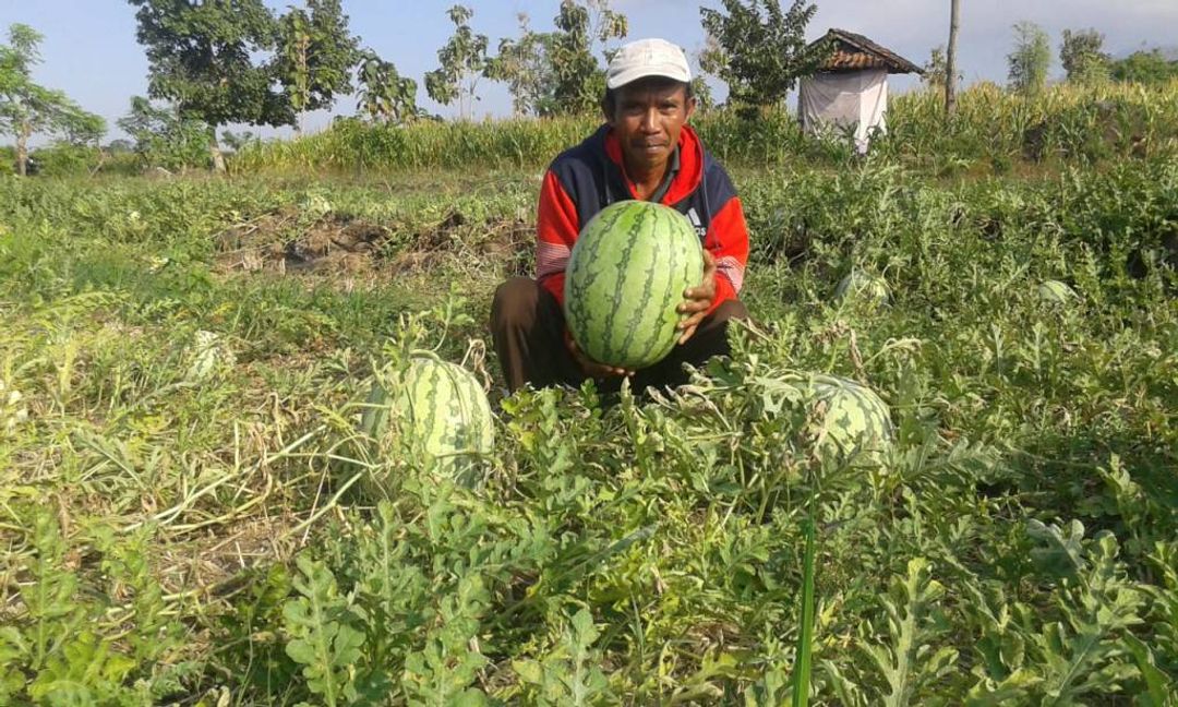 Petani memetik semangka.