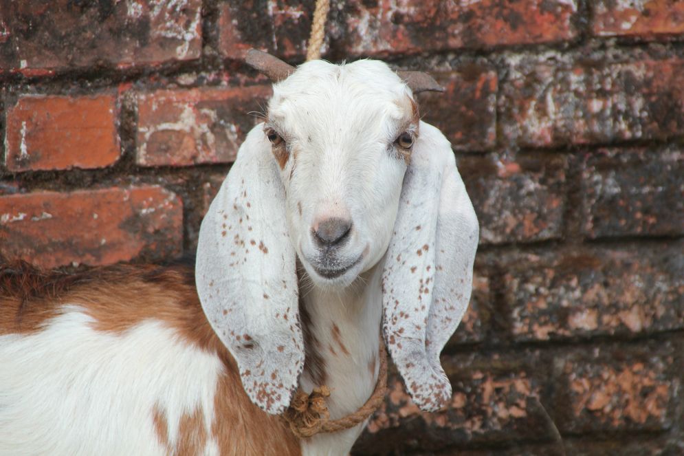 goat-142716_1920.jpg