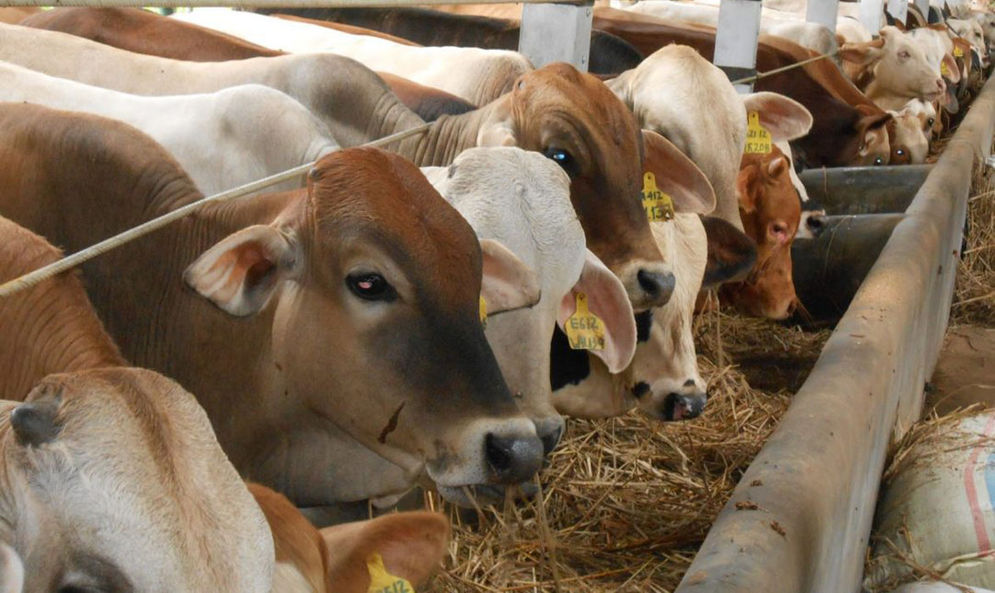 Pemerintah akan terus memantau penyakit yang menyerang hewan ternak seperti sapi dan domba ini secara berkala sesuai dengan arahan Presiden Joko Widodo.