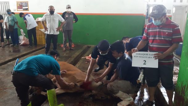 Berbagi Makna Iduladha, PTPN VII Kurban 8 Ekor Sapi