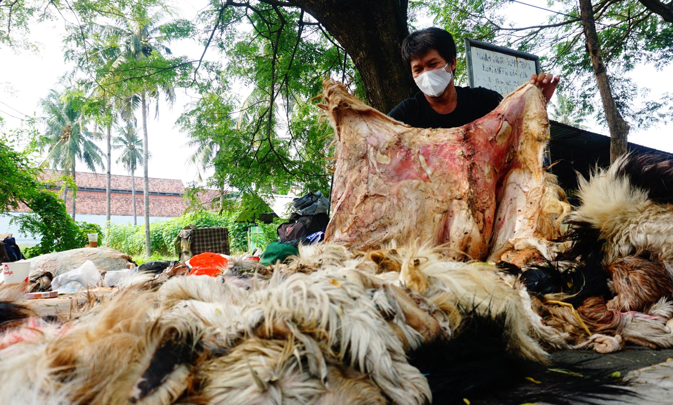 Para pengepul kulit hewan kurban tengah memilih dan membersihkan kulit kambing dan sapi yang baru dibeli dari panitia pemotongan kurban di kawasan Babakan Kota Tangerang, Kamis 22 Juli 2021. Foto : Panji Asmoro/TrenAsia                                          