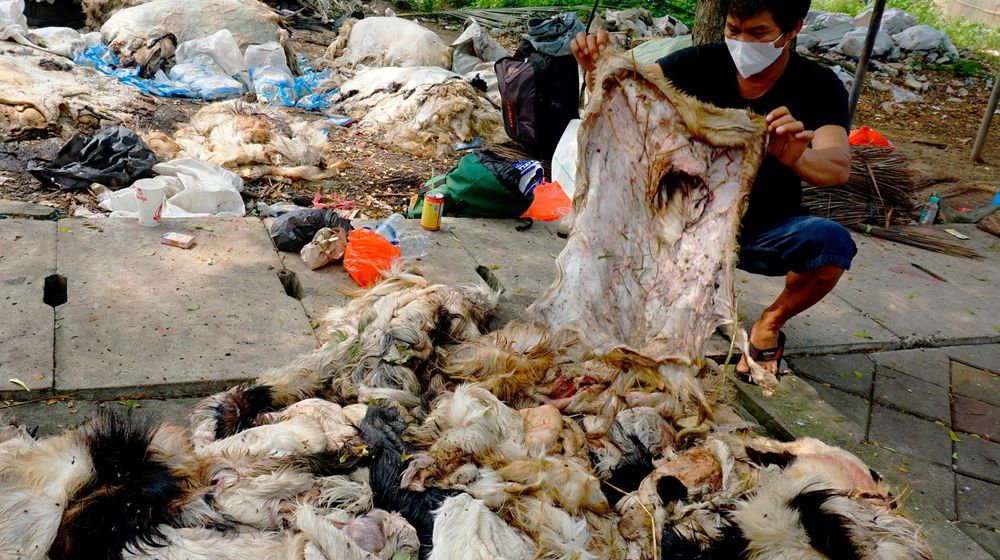 Berkah Pengepul Kulit Usai Hari Raya.jpg