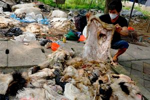 Berkah Pengepul Kulit Usai Hari Raya.jpg