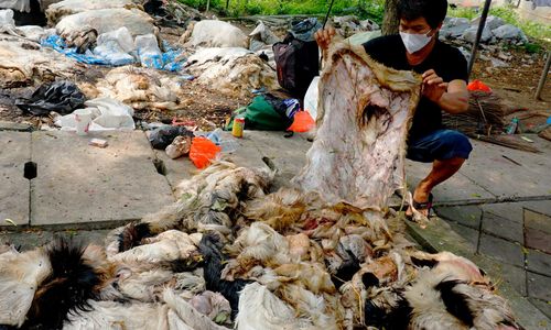 Berkah Pengepul Kulit Usai Hari Raya.jpg