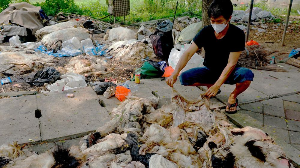 Berkah Pengepul Kulit Usai Hari Raya - Panji 8.jpg