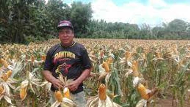 PT Sarrotama Kembangkan Jagung di Desa Rigi,  Kecamatan Boawae, Nagekeo