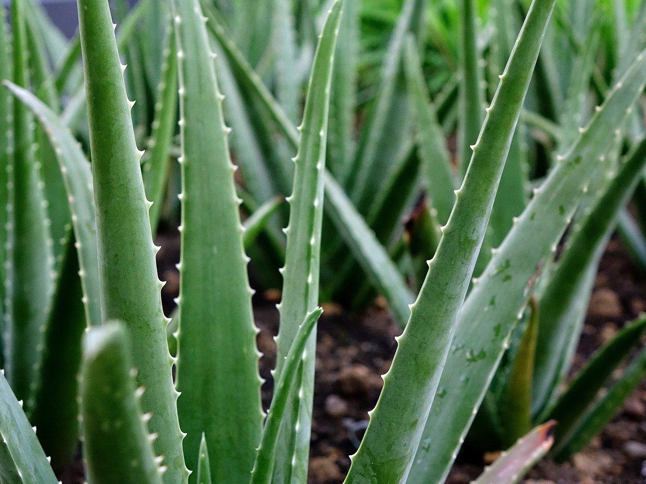 Ilustrasi Aloe Vera