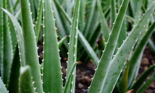 aloe-vera-2690259_1280.jpg