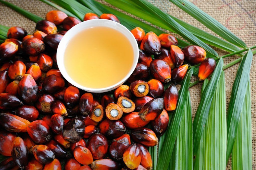 <p>Get to know Magnesium, an Important Element in Oil Palm Growth &#8211; Photo by Pinterest</p>
