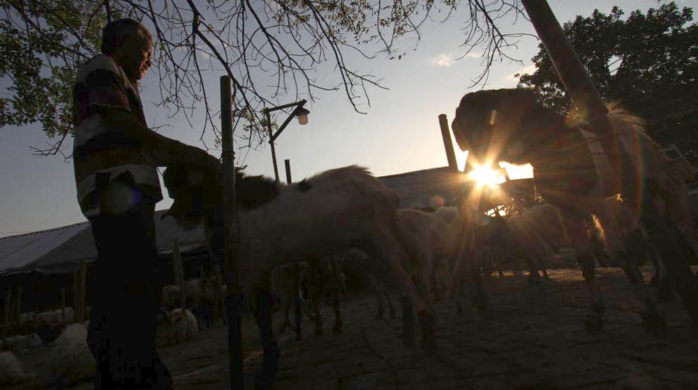 <p>Pedagang memeriksa kondisi domba yang dijual untuk hewan kurban di Galeong, Kota Tangerang, Banten , Selasa 13 Juli 2021. Foto : Panji Asmoro/TrenAsia</p>
