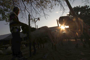 <p>Pedagang memeriksa kondisi domba yang dijual untuk hewan kurban di Galeong, Kota Tangerang, Banten , Selasa 13 Juli 2021. Foto : Panji Asmoro/TrenAsia</p>
