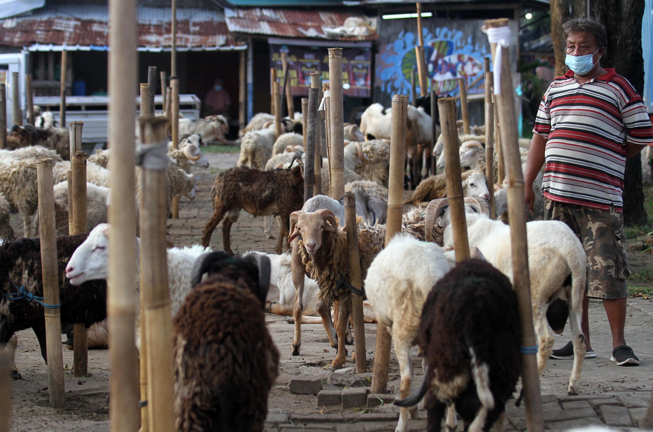 <p>Pedagang memeriksa kondisi domba yang dijual untuk hewan kurban di Galeong, Kota Tangerang, Banten , Selasa 13 Juli 2021. Foto : Panji Asmoro/TrenAsia</p>
